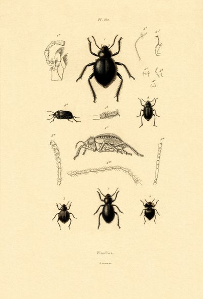 Korniki aksamitne, 1833-39 autorstwa French School